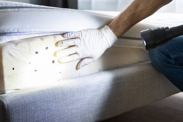 Best Best Pest Control Companies  in Deer Park, NY