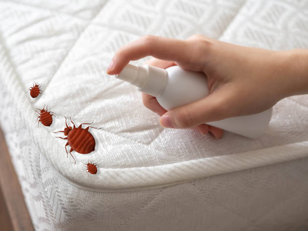 Best Local Pest Control Services  in Deer Park, NY