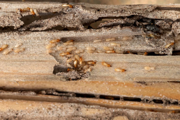 Best Wasp Removal Services  in Deer Park, NY