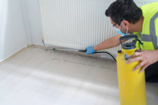 Best Termite Control Services  in Deer Park, NY